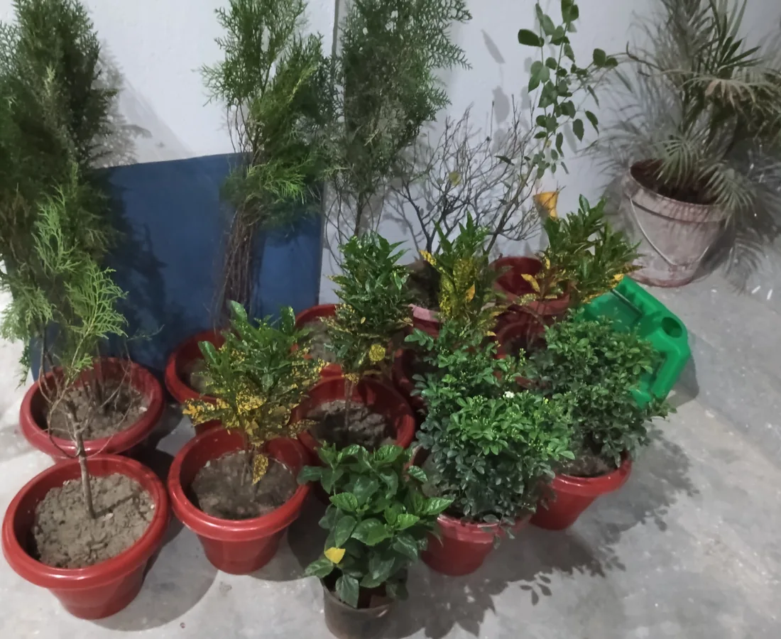 परिसर हरियाली