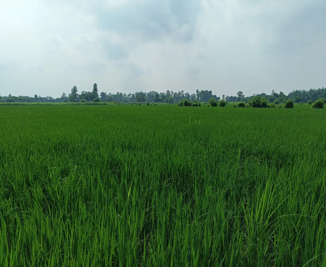 फसल प्रदर्शन