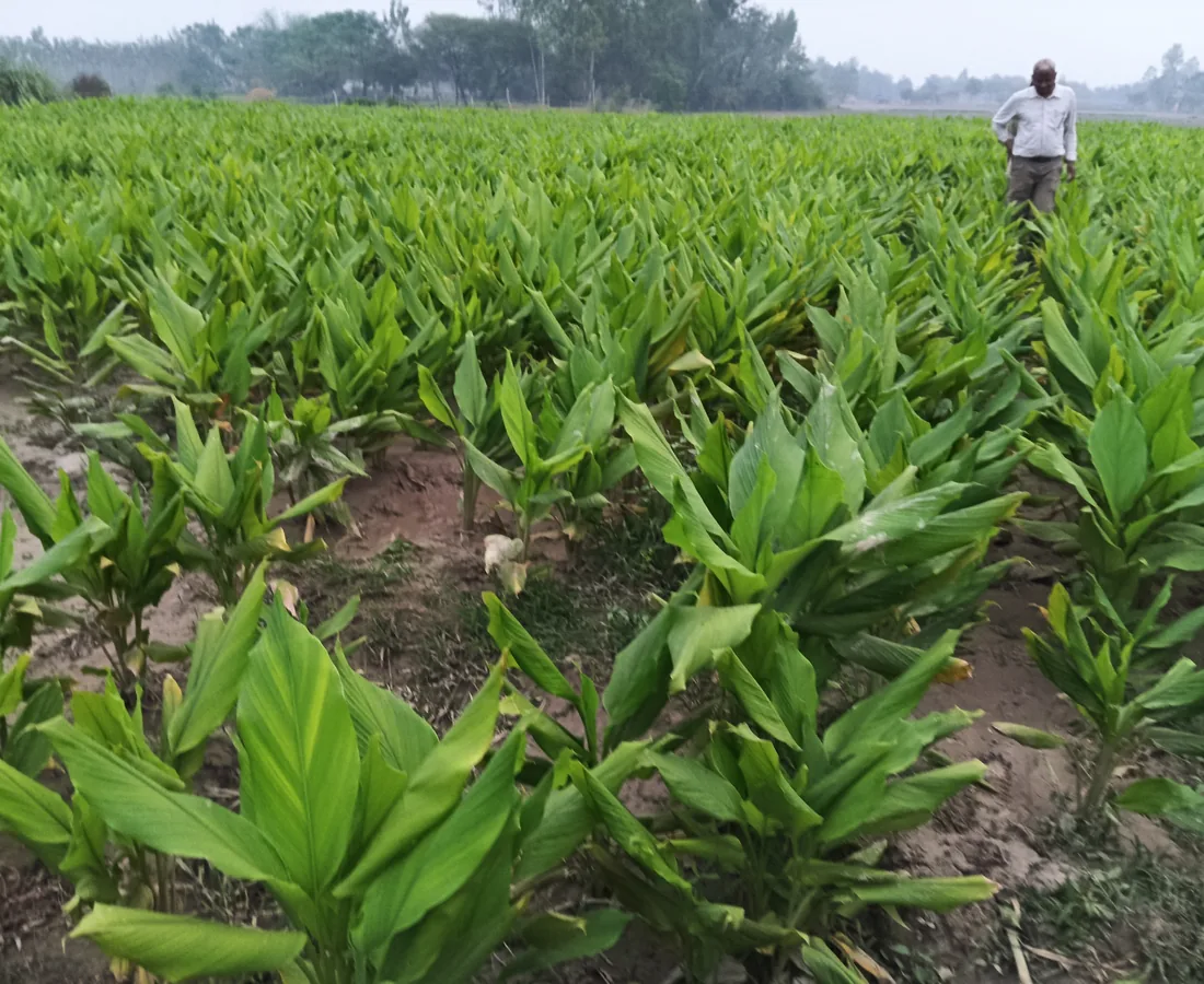 सुगंधित पौध क्षेत्र