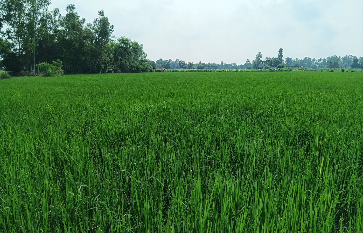 ARCM कृषि क्षेत्र